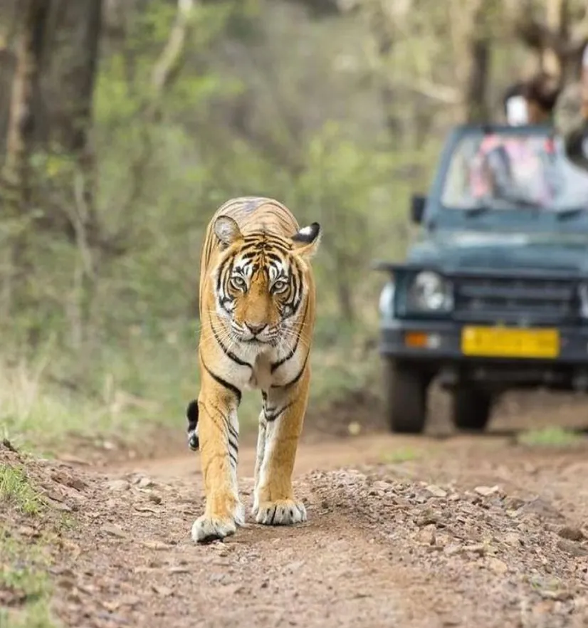 Indien Tiger und Tempel Safari