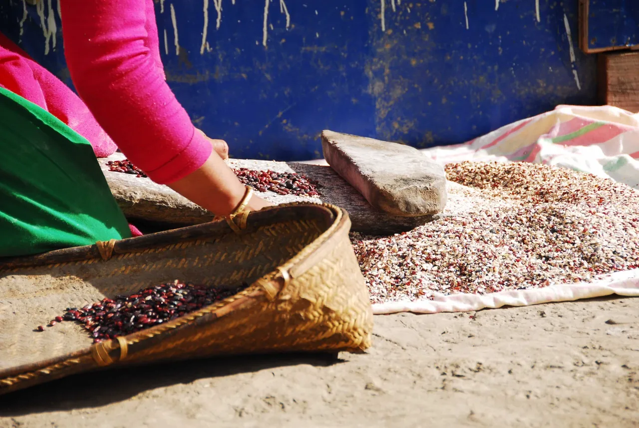 Eine Nepalesin beim Sortieren von Bohnen
