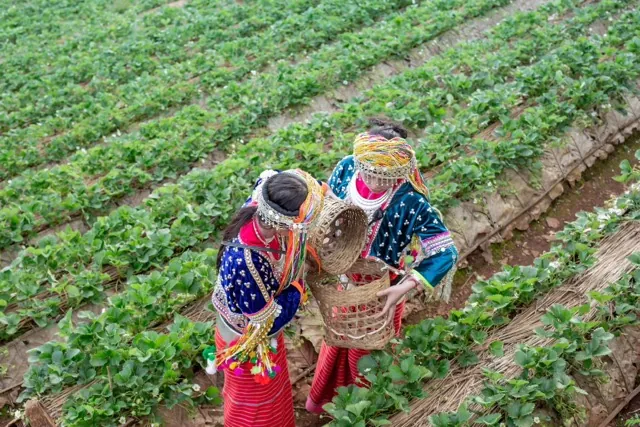 Nepal Nuwakot Bauern bei der Ernte