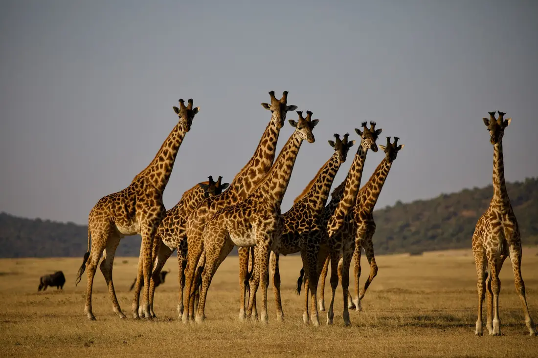 Giraffenherde in der Serengeti, Tansania