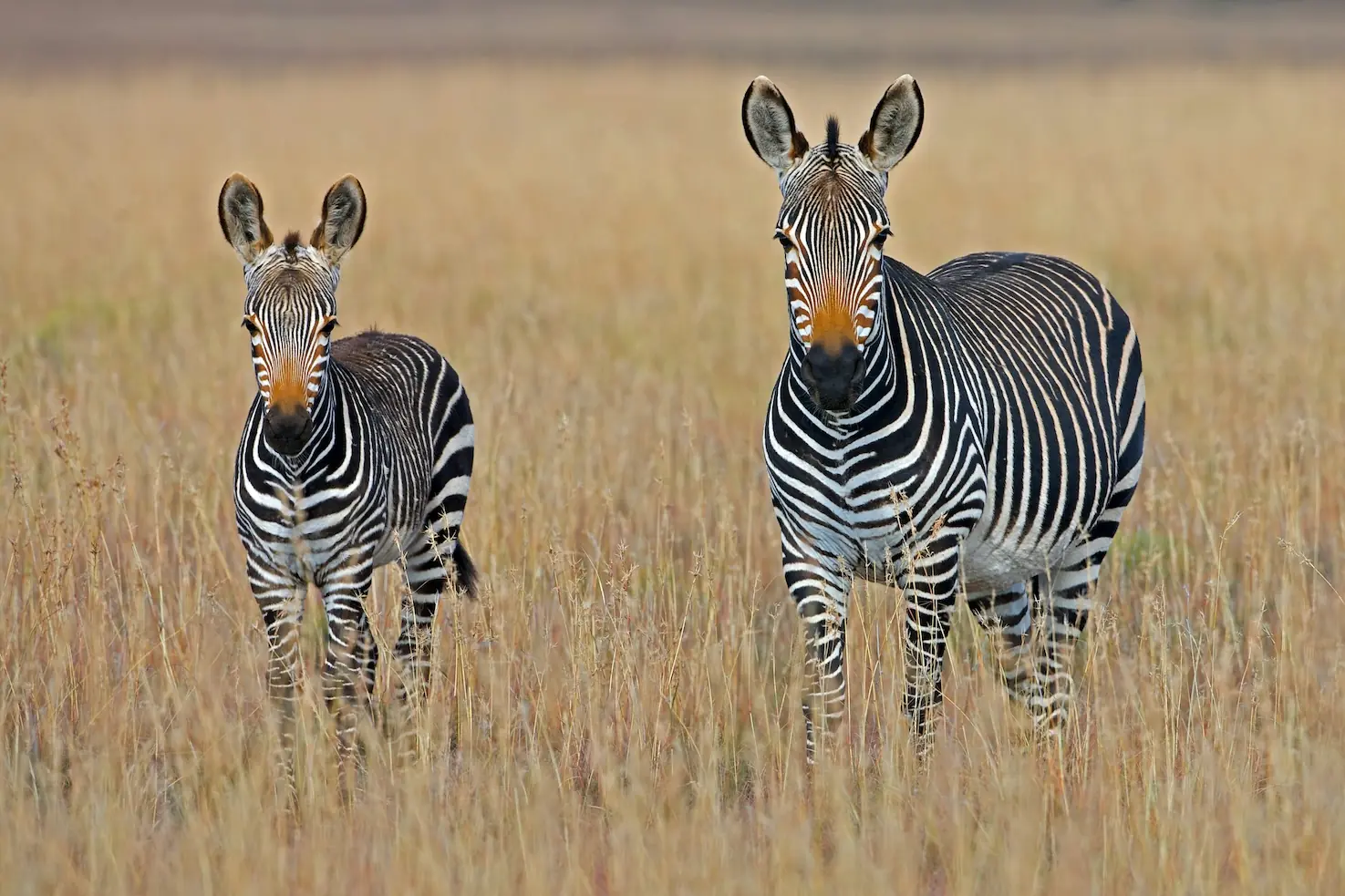 Mountain Zebra National Park, Südafrika