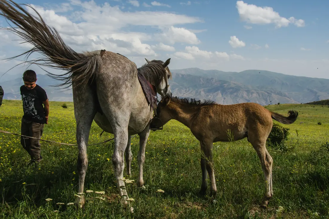 Pferde in Armenien