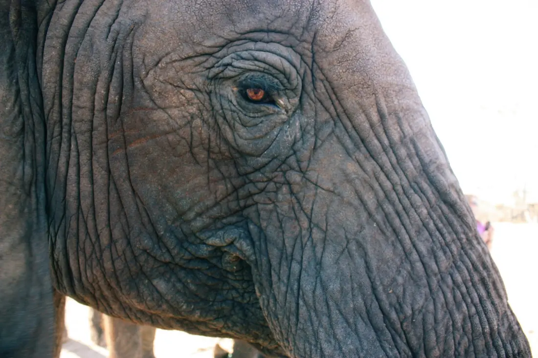 Alte Elefantendame in Zimbabwe