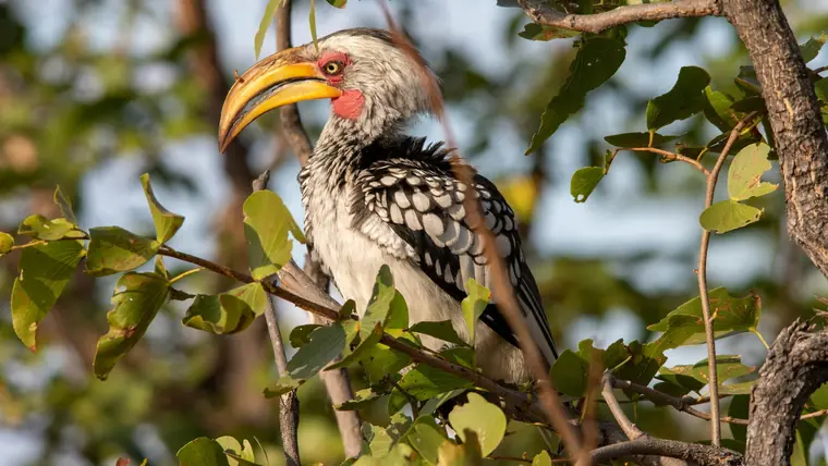 Moremi Game Reserve Masarwa Botswana