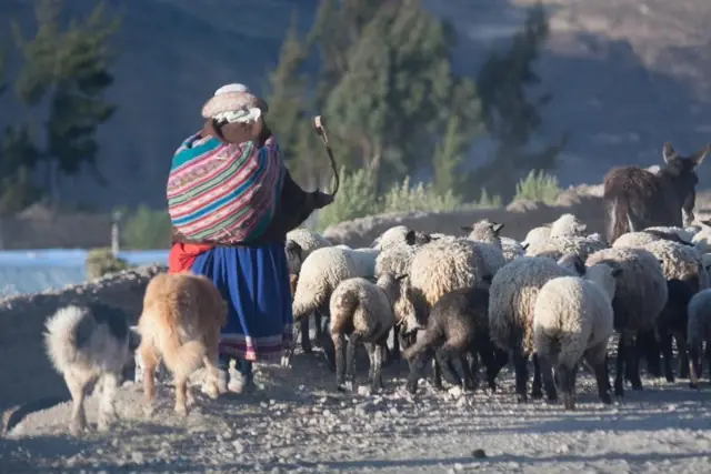Nepal Thapagaun ein Hirte mit seinen Schafen