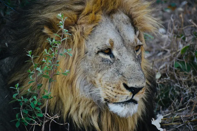 Okavango Delta Botswana