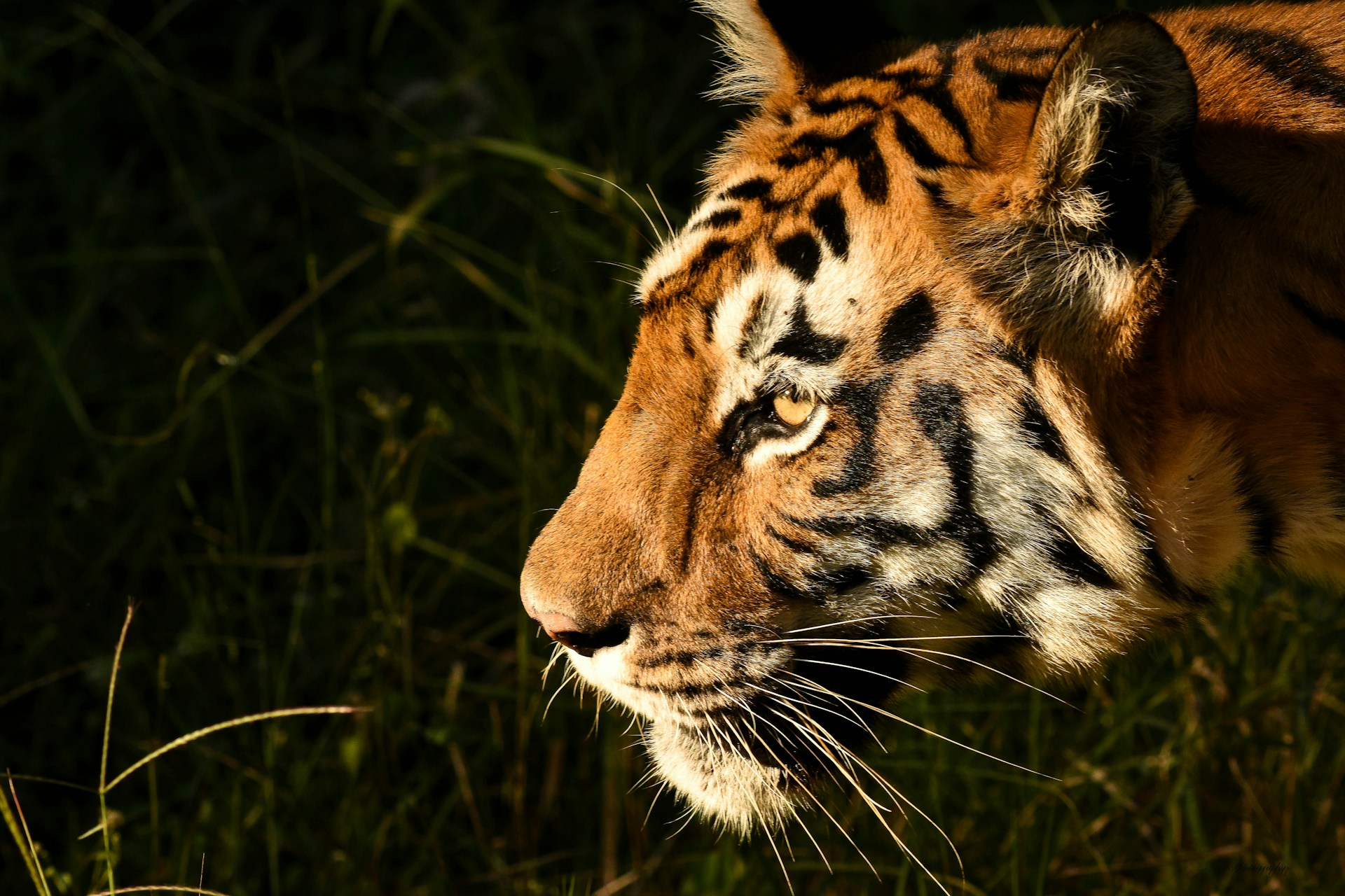 Tierfotografie