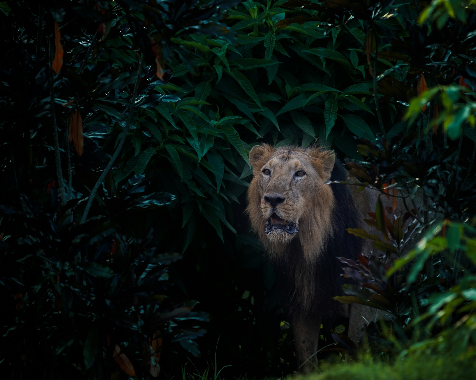 wildlife