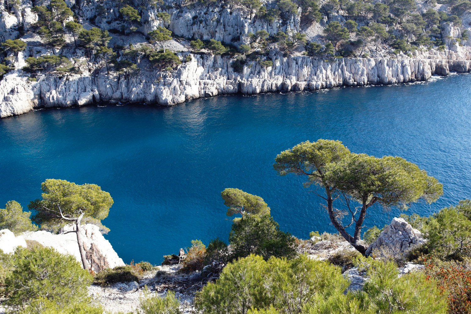 selvaggio blu