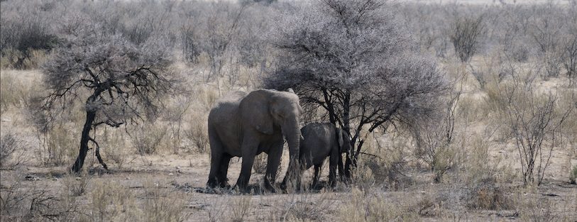 Elefanten im Schatten im Etosha National Park, Namibia bbpEnsemble